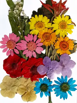 Nospiests Nekustamā Mazo Ziedu Asorti Krāsu Sajauc Žāvētas Konservētas Wildflower Rotaslietas Nail Art Apdare Sveķu pildījums (2-2.5 CM)