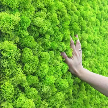20g Mākslīgo augu mūžīgo dzīvi sūnu / Dārza mājas sienu apdare DIY Ziedu materiāla Mini Dārzs Mikro Ainavu Piederumi