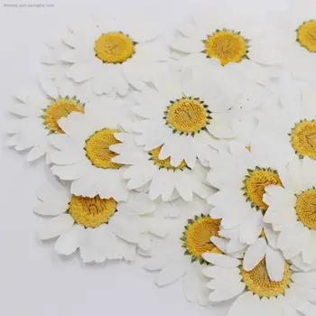 100gab Nekustamā Dabas Žāvēti Nospiests Ziedi Balti Daisy Nospiests Ziedu Sveķu Rotaslietas Nagu Uzlīmes Grima Mākslas Amatniecības