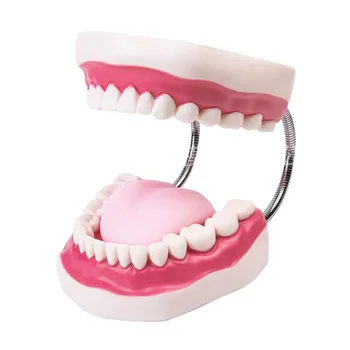 Mutes Veselības Aprūpe Zobu Modeli, Bērnudārzu, Mācību līdzekļiem, Bērnu Zobu Suku Rotaļlieta Zobu Zobu Demonstrēšanas Struktūra